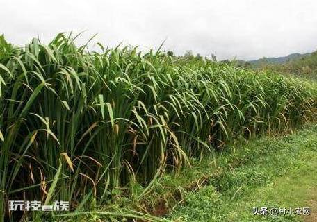 茭白在农村叫什么名字(茭白的特点以及高产的栽培技术)-图片4